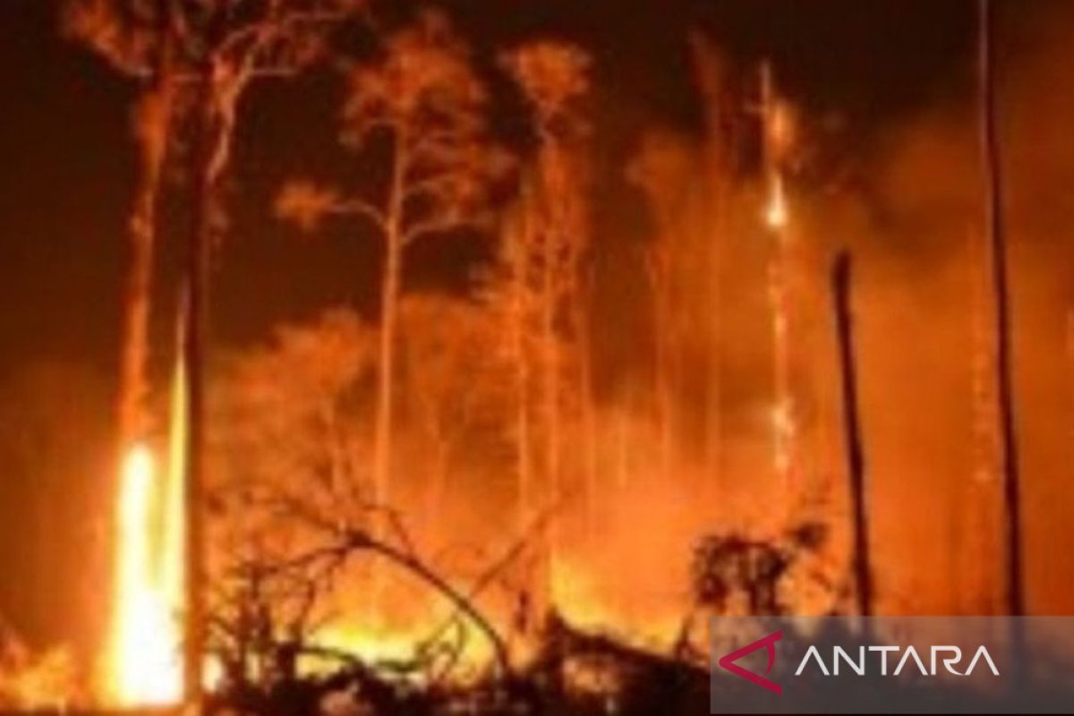 Ribuan warga dievakuasi di Tenerife, Spanyol akibat Kebakaran hutan
