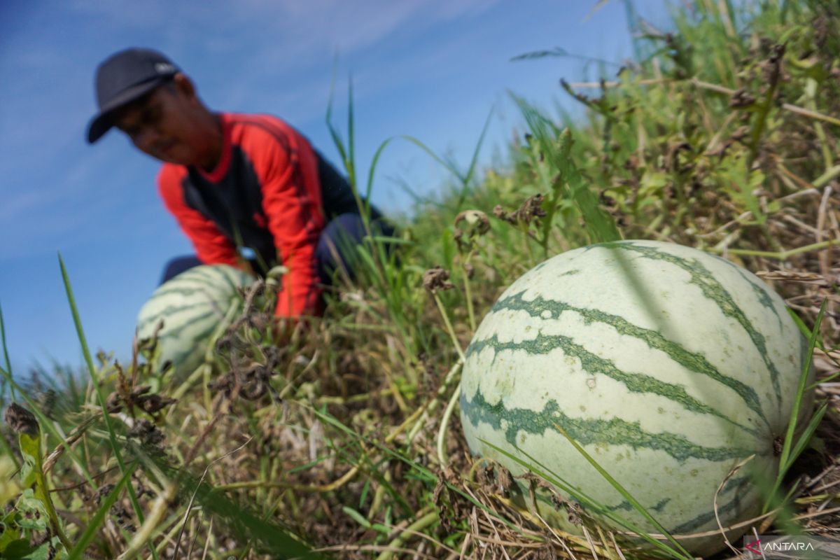Telaah - Menuju kebangkitan petani Indonesia