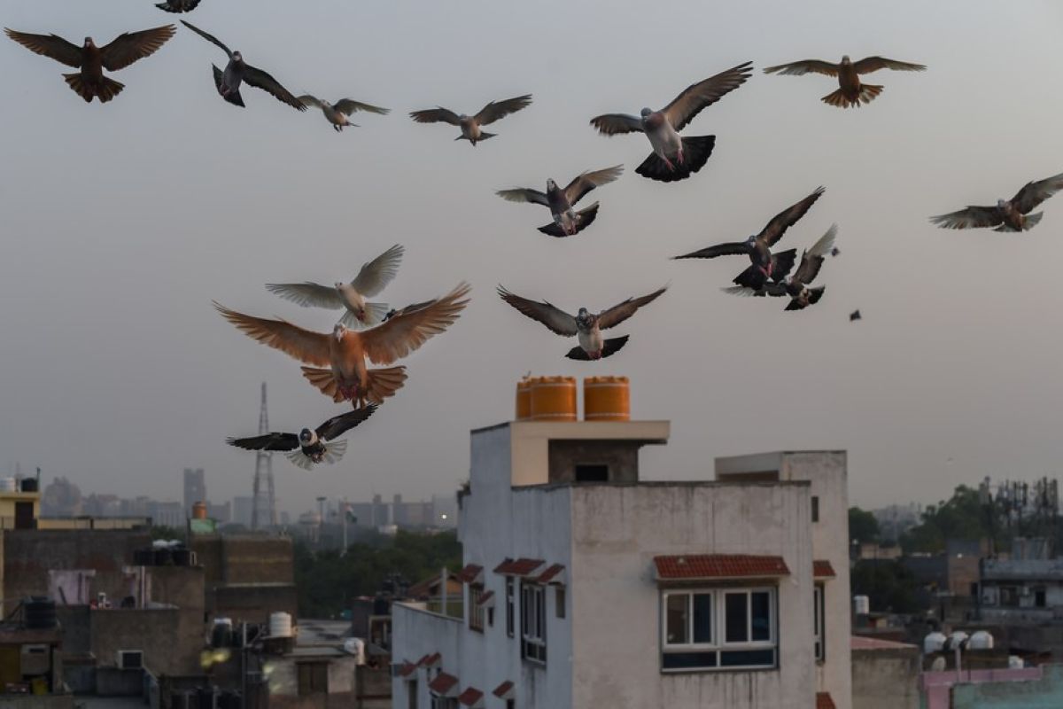 Menerbangkan merpati, hobi tradisional kuno di New Delhi