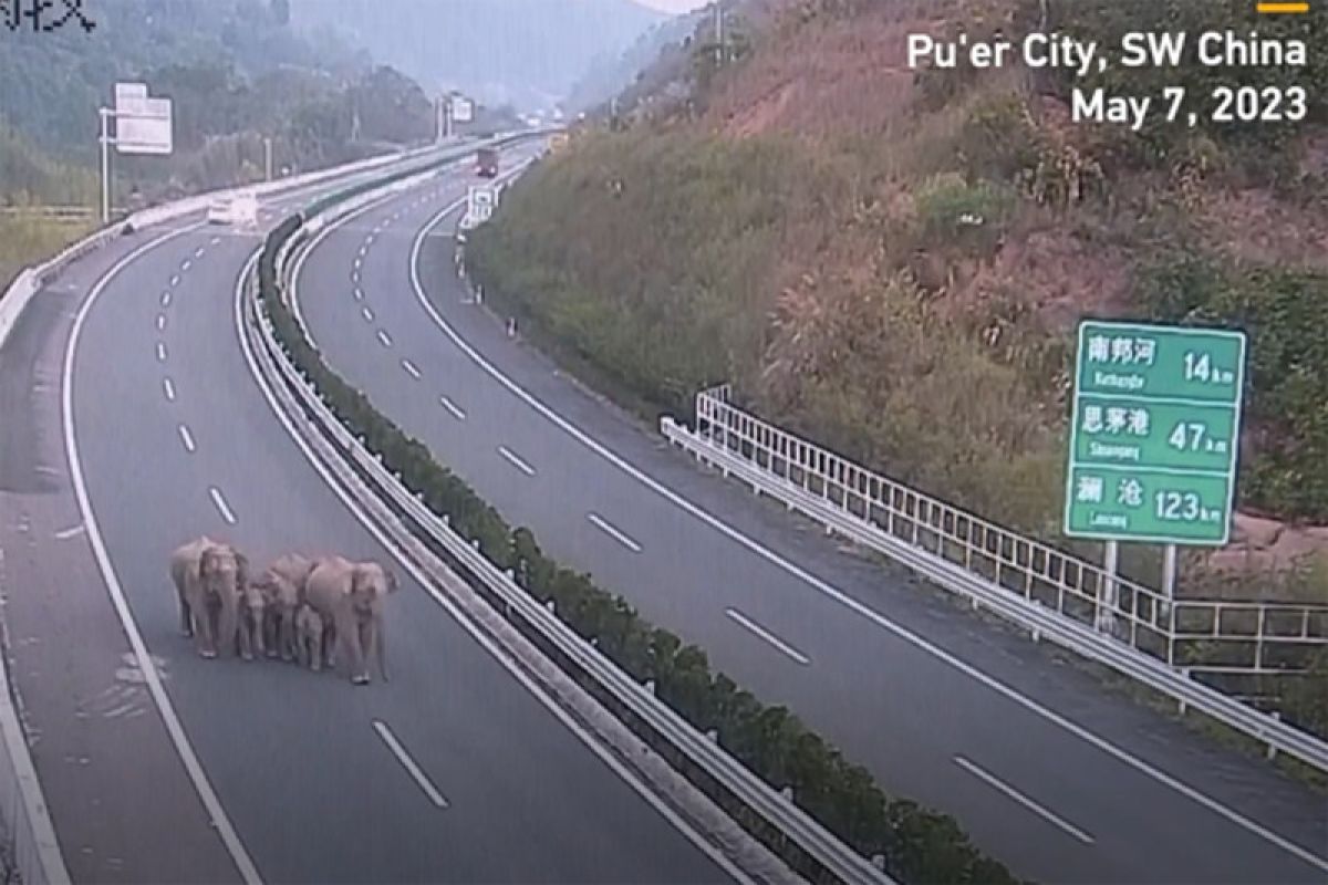 Enam gajah liar jalan-jalan di tol Yunnan China