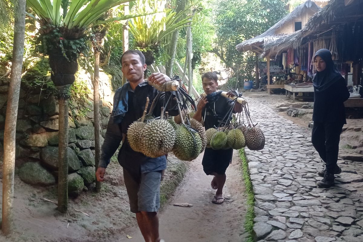 Musim durian yang membawa berkah warga Badui di Kabupaten Lebak