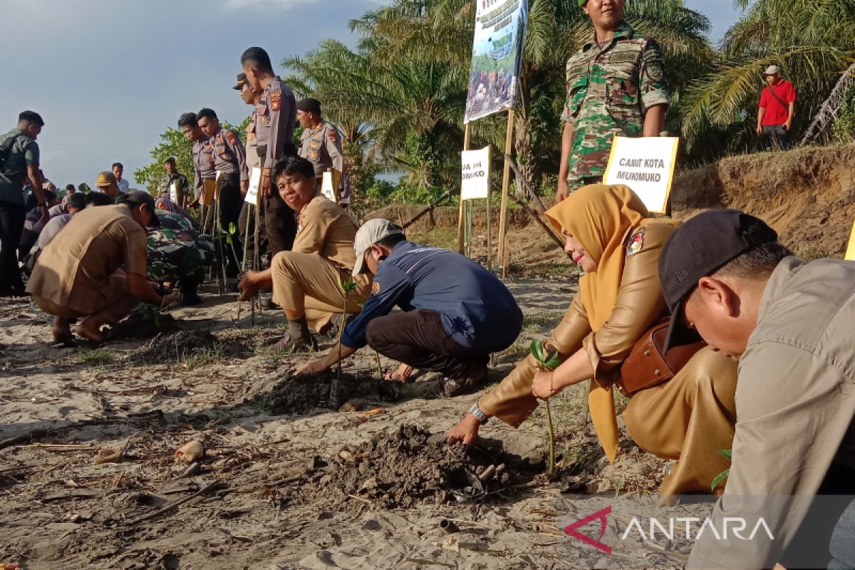 Prajurit TNI tanam mangrove sepanjang muara kritis di Mukomuko