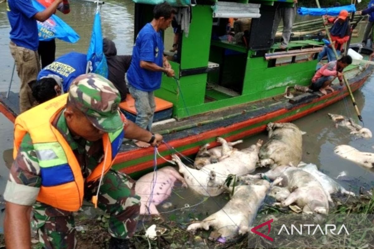 Pemkab Parigi Moutong temukan 3.642 kasus ternak babi mati mendadak