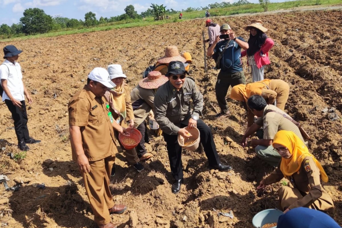 Pemkot Banjarbaru dukung pengembangan jagung pipil di Sungai Ulin