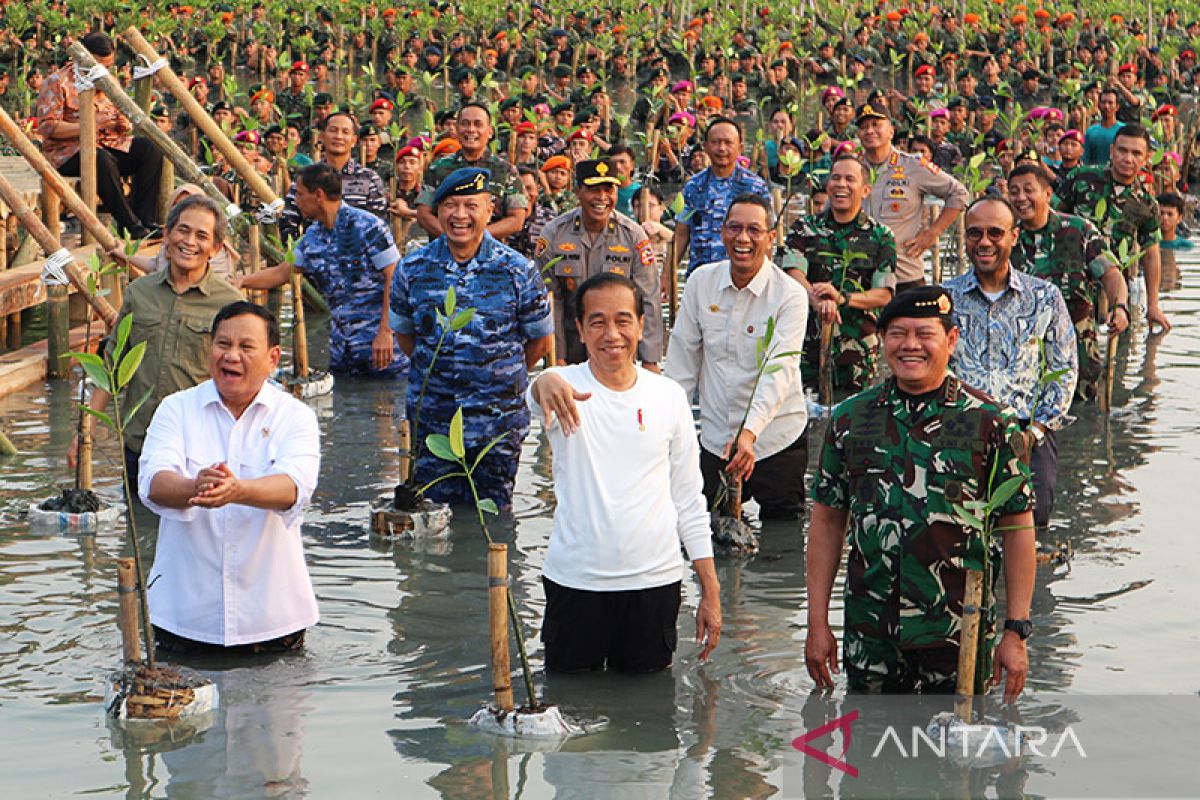 Presiden Jokowi "nyemplung" untuk tanam mangrove
