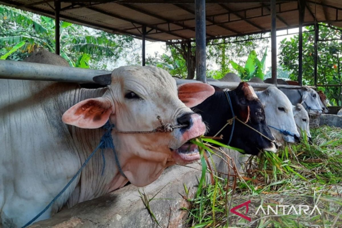 Kasus LSD pada sapi di Kabupaten Tangerang capai 303 ekor