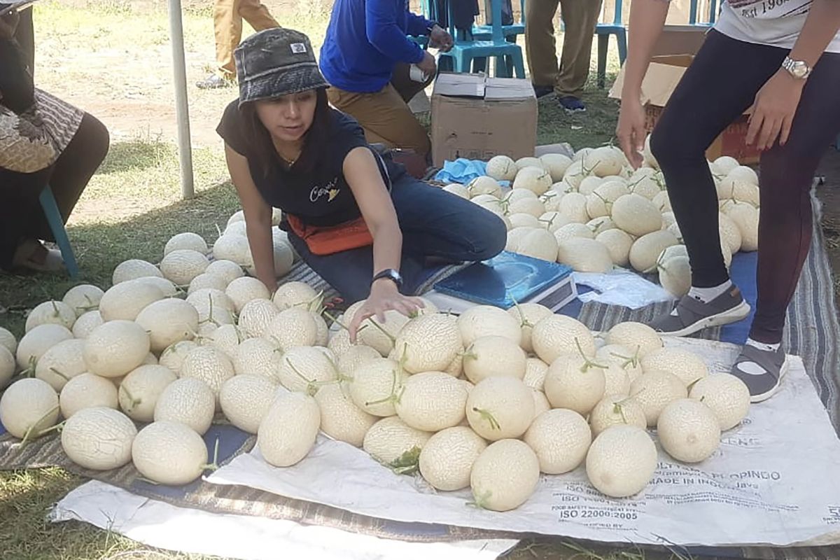 Potensi melon kualitas ekspor tengah dikembangkan