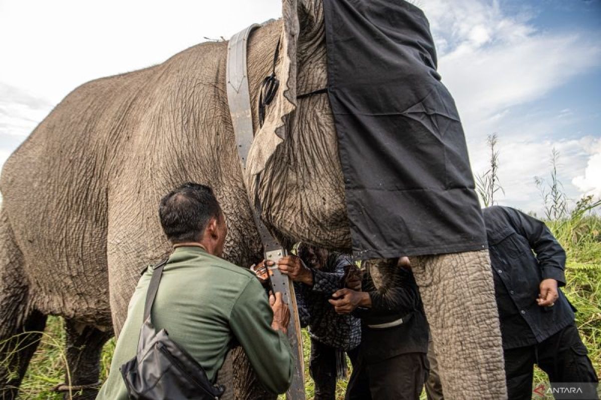 Kawanan gajah di OKI Sumsel dipasang GPS Collar