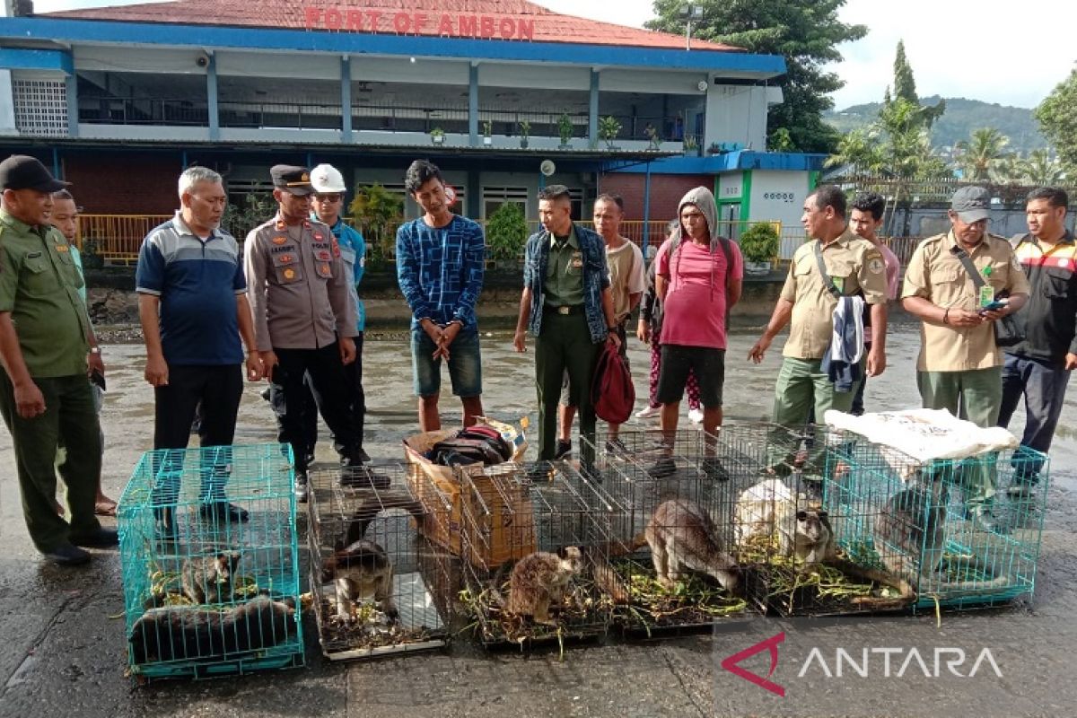 Polisi  di Ambon gagalkan penyelundupan kanguru dari  Papua