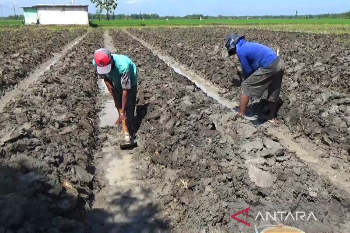 Animo petani menanam tembakau di Kabupaten Ngawi meningkat