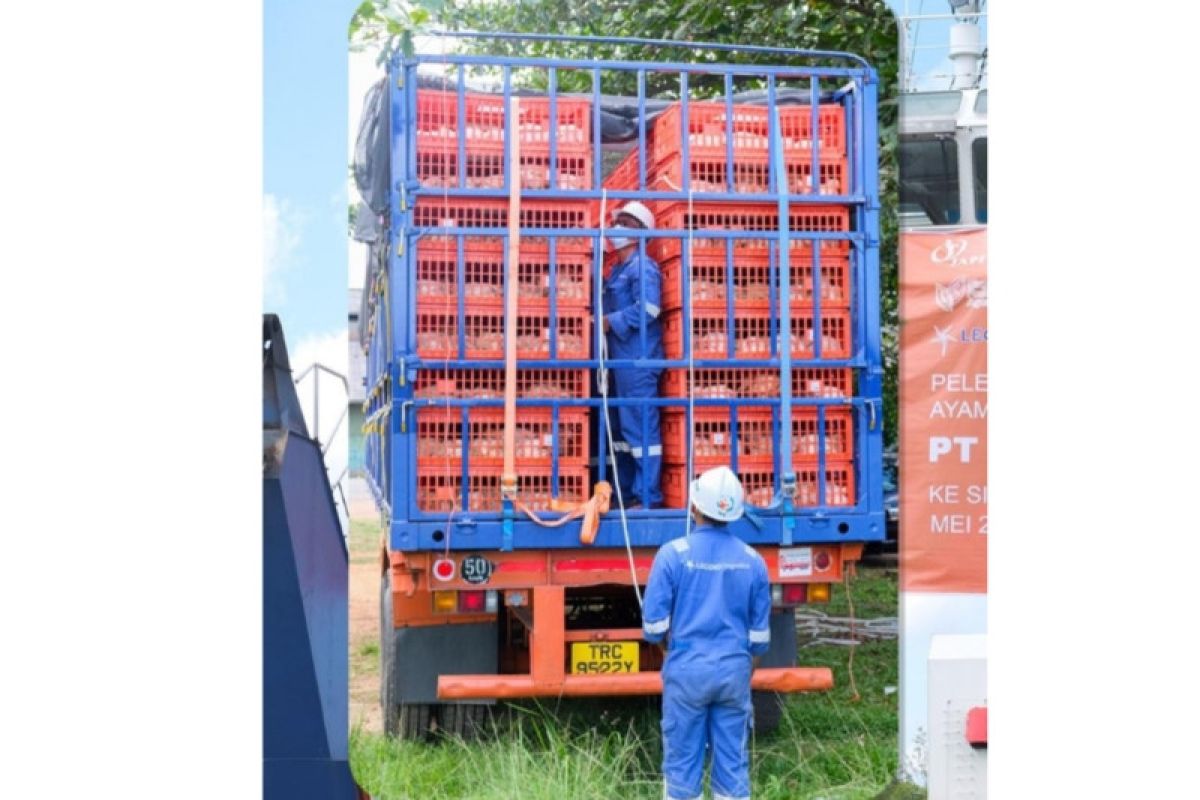 Dari Tanjungpinang, Dua Puluh Ribu Ekor Ayam Hidup Diekspor ke Singapura