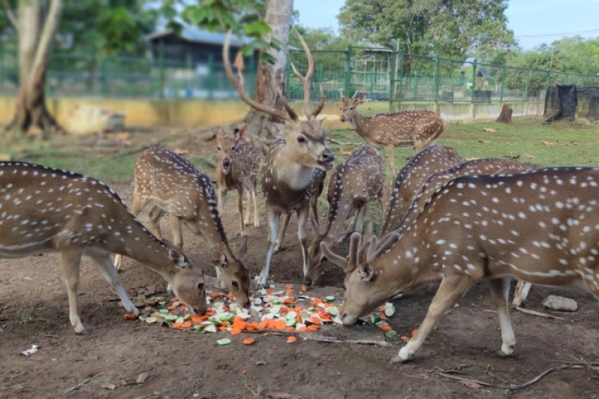 Mini Zoo Kundur Park Jadi Destinasi Edukasi Tentang Satwa, Warga Bisa Lihat Beragam Satwa Seperti Rusa Tutul