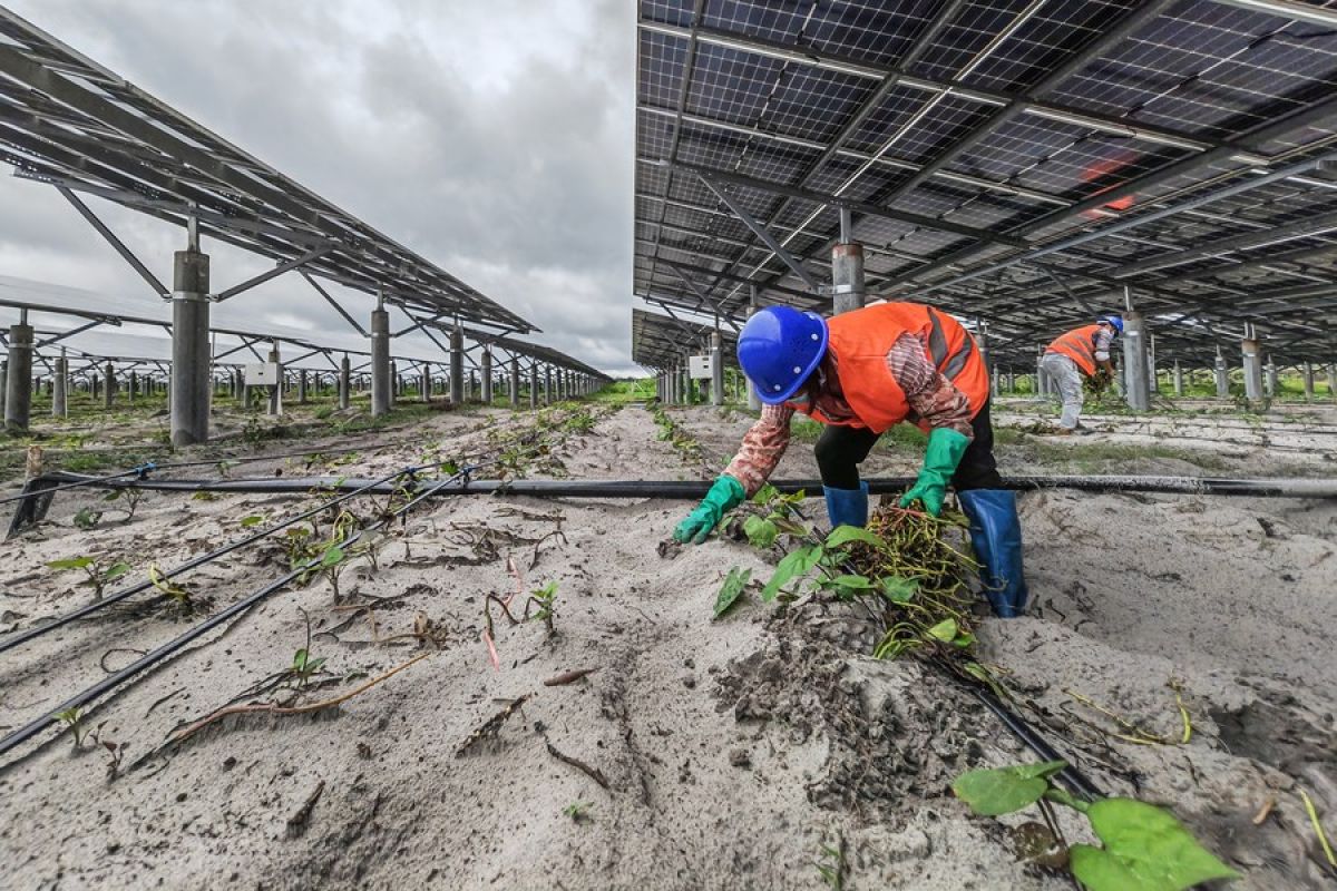 China padukan ladang energi surya dengan lahan pertanian di Wenchang