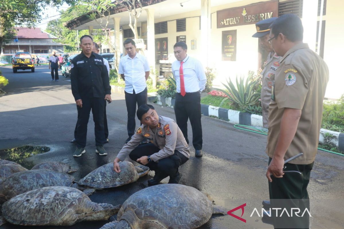 Polres Jembrana gagalkan penyelundupan belasan penyu