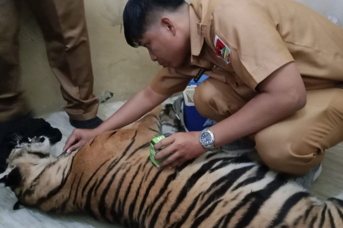 Begini penjelasan kematian harimau Sumatera yang videonya viral saat dibopong warga
