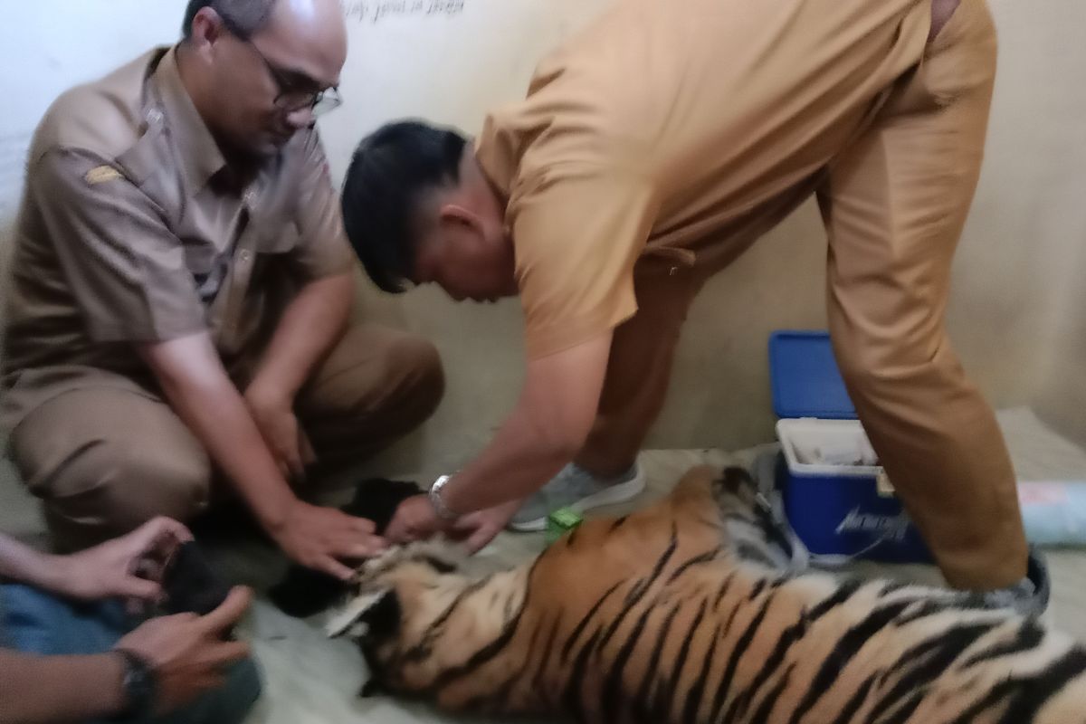 Seekor Harimau Sumatera mati terjerat