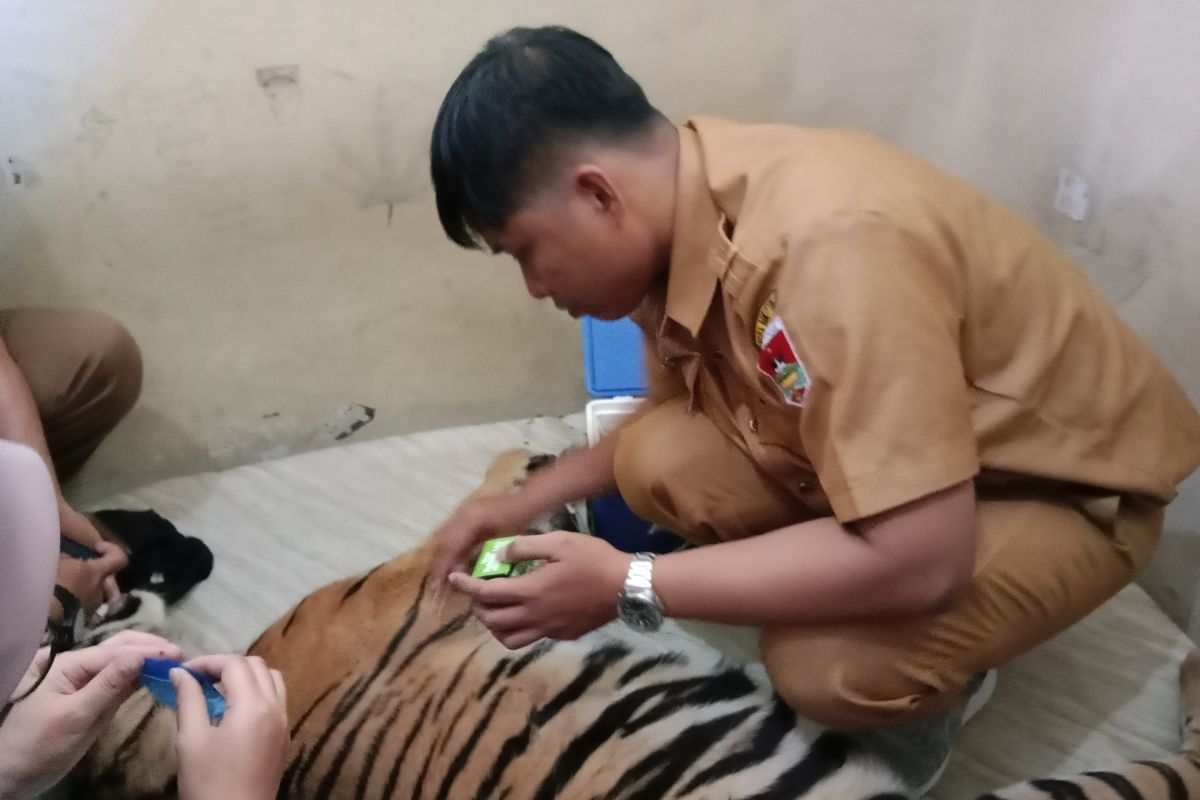 Kematian harimau Sumatera di Pasaman dampak gagal pernapasan