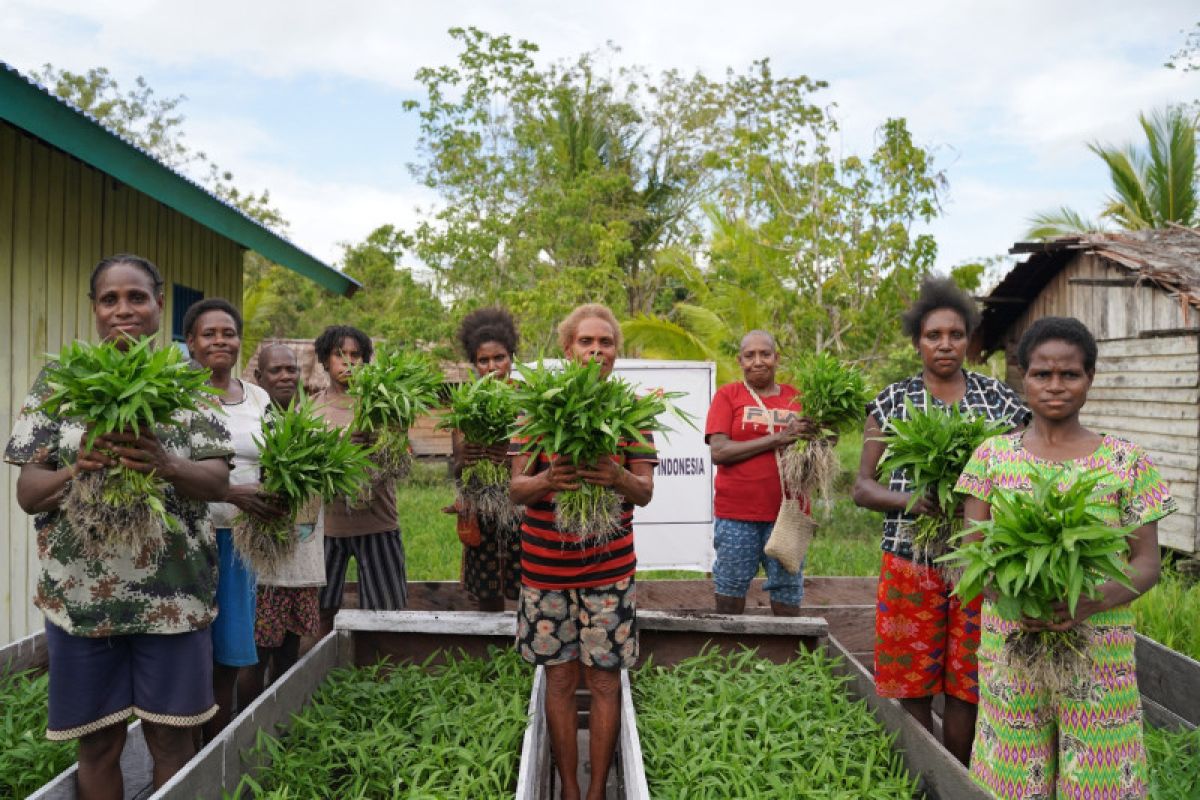 Kebun Gizi Apung bantu penuhi gizi anak Asmat Papua