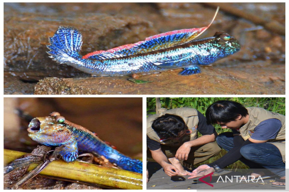 Amati perilaku ikan timpakul dikembangkan SBI bagi wisata minat khusus