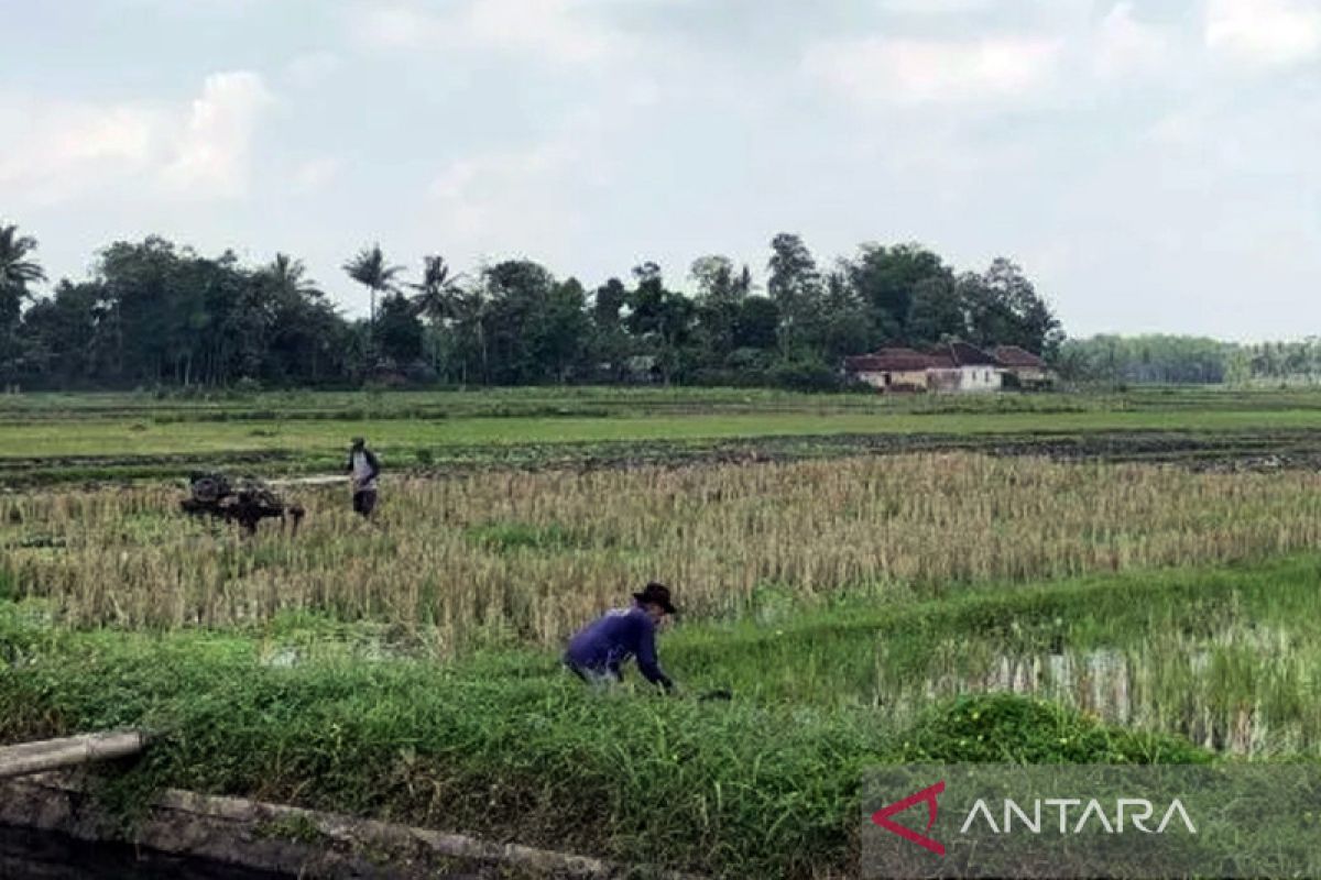 Pengamat puji Kementan siapkan program antisipasi El Nino