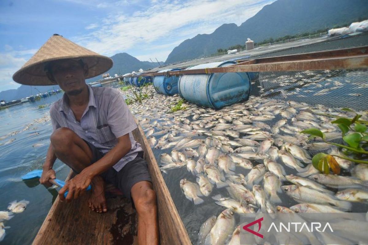 15 ton ikan di Danau Maninjau mati akibat angin kencang