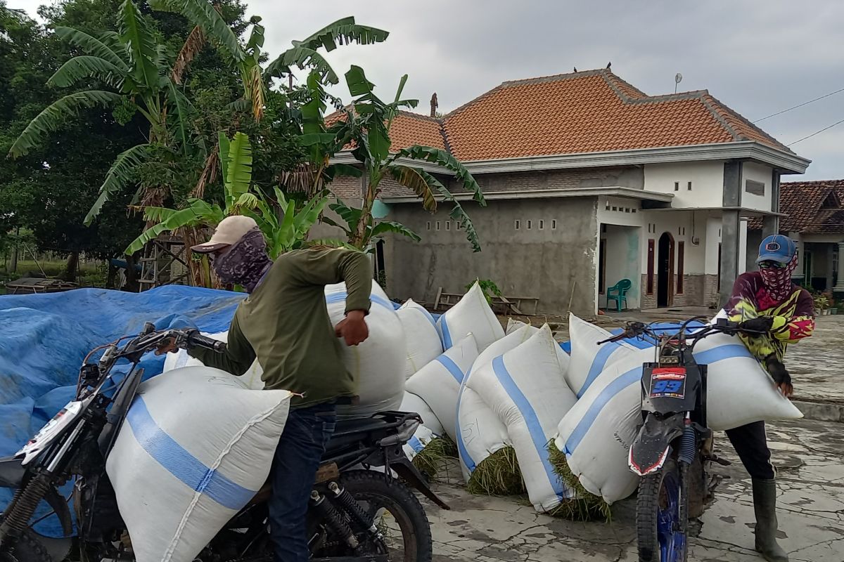 Harga gabah tinggi, pembeli luar Lampung Selatan angkat tangan