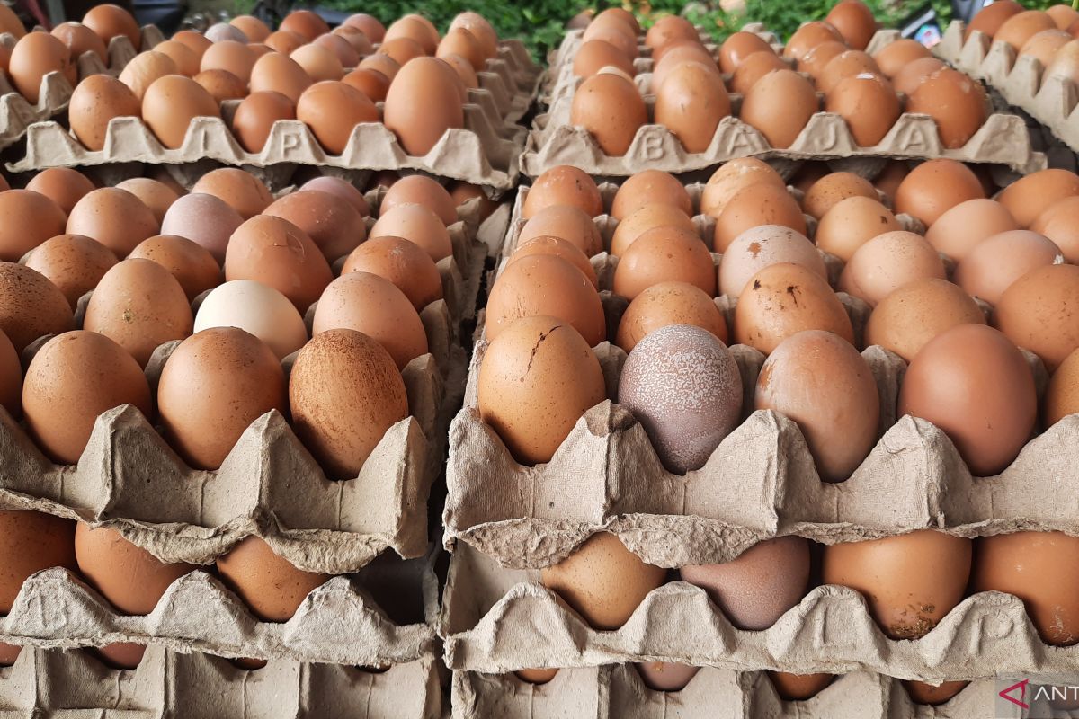 Harga telur ayam ras di pasar tradisional Tigaraksa, Tangerang merangkak