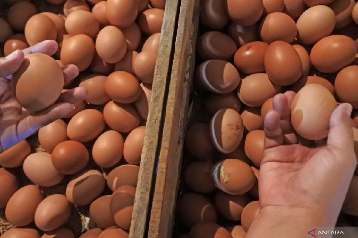 Harga telur ayam di daerah ini naik jadi Rp78.000/rak