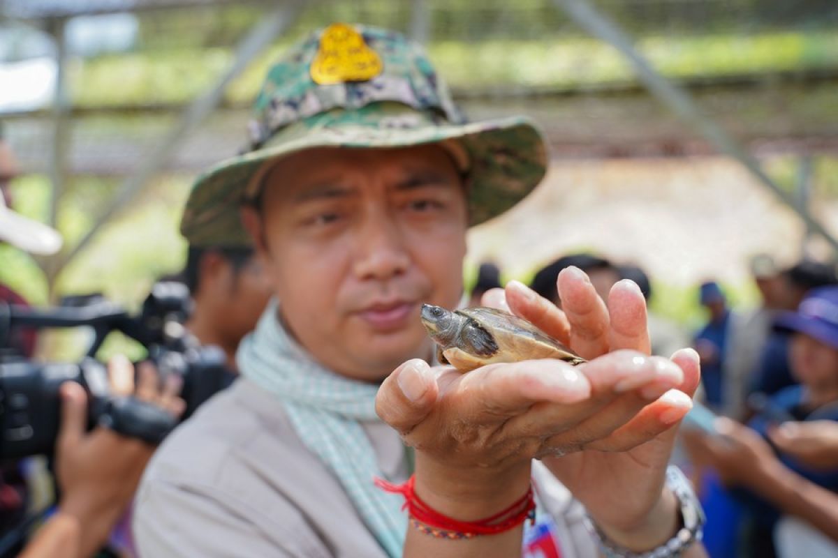 122 ekor bayi Royal Turtle langka menetas di penangkaran di Kamboja