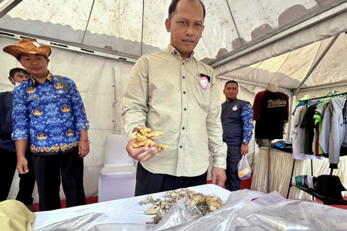 Koperasi Agrofarm Bondowoso kirim 5 ton lempuyang ke produsen jamu