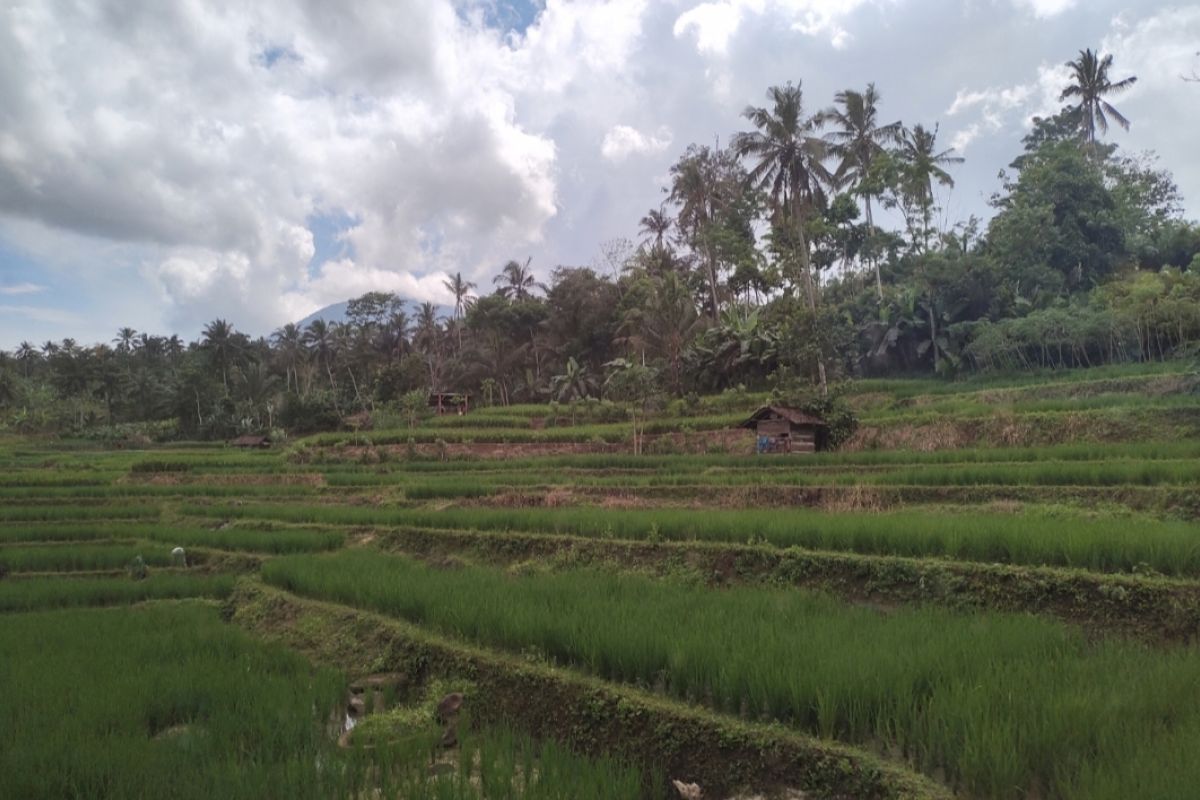 Pemprov Lampung imbau petani tanam sesuai kalender tanam