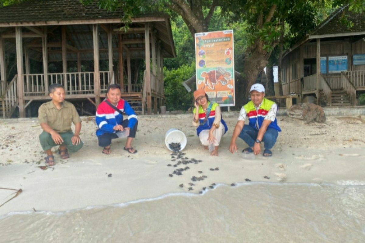 Pertamina Patra Niaga JBT gandeng Taman Karimunjawa lestarikan penyu