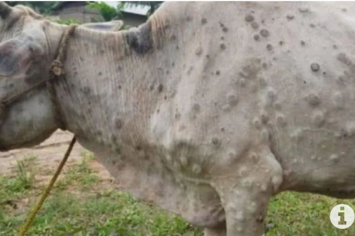 Kasus penyakit kulit berbenjol pada sapi di Lampung Selatan tembus 36 ekor