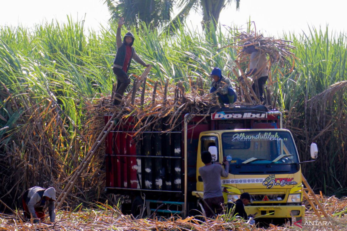 PG Assembagoes Situbondo jamin pembayaran tebu petani lebih baik