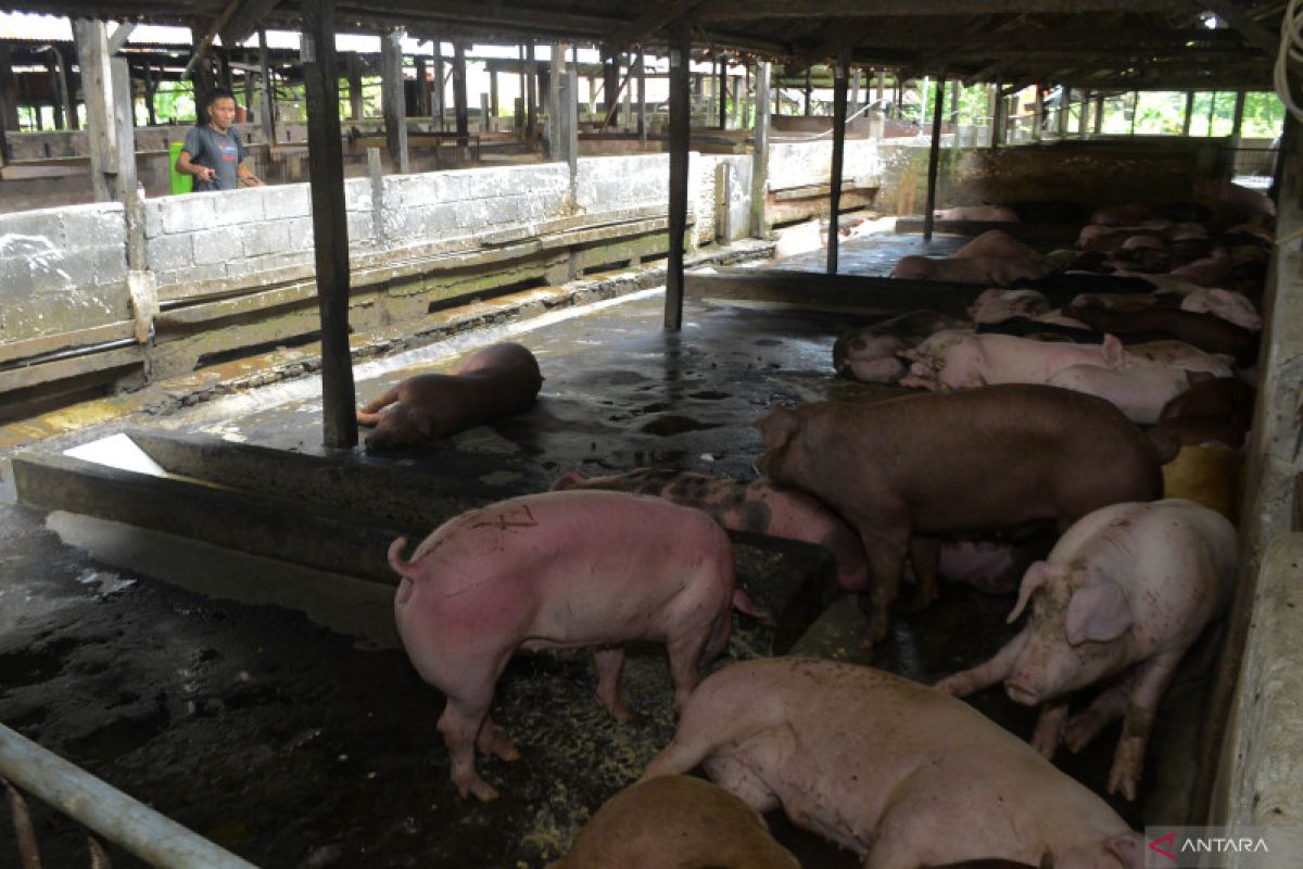 Riau tutup jalur distribusi ternak dari Batam, ini alasannya