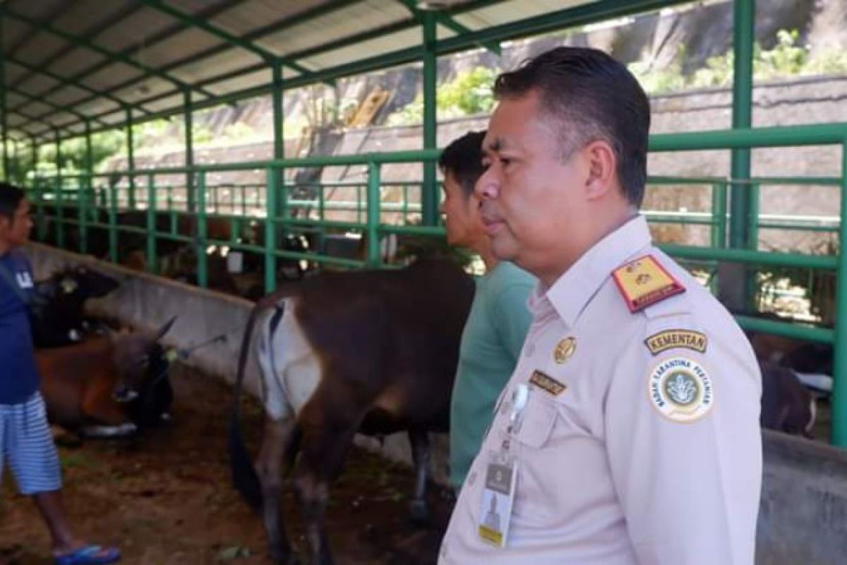 Sebanyak 283 ekor sapi dari Sulbar dikirim ke Balikpapan