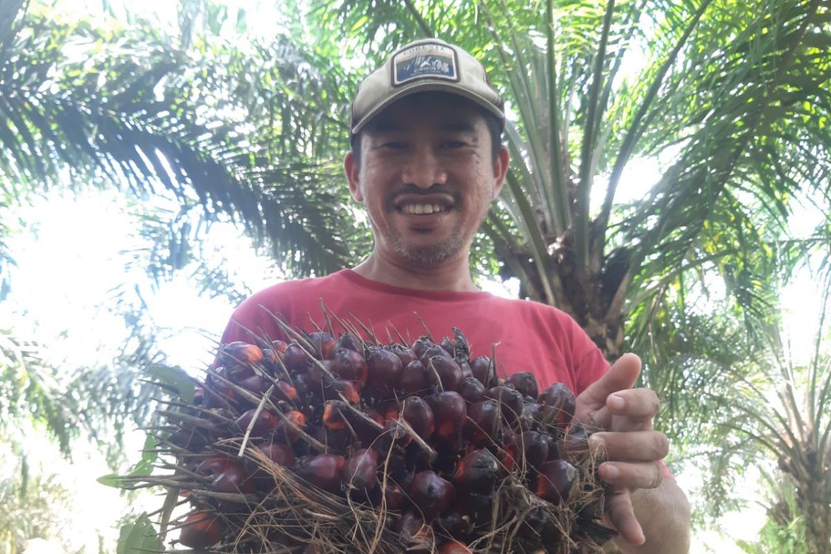 Apkasindo Kalimantan Barat soroti turunnya harga TBS sawit