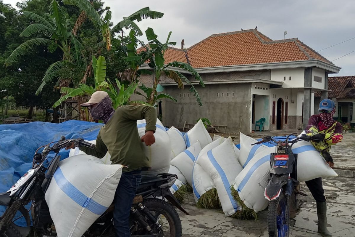 Produktivitas padi di Lampung turun