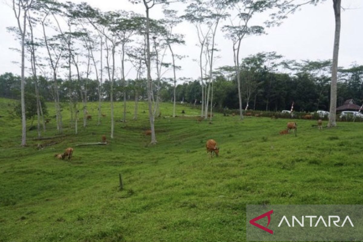 Tim verifikasi Kementan RI tinjau mini ranch  di Samboja Barat