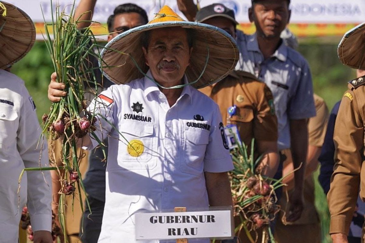 GALERI FOTO - Gubernur Syamsuar panen raya bawang merah di Kuansing