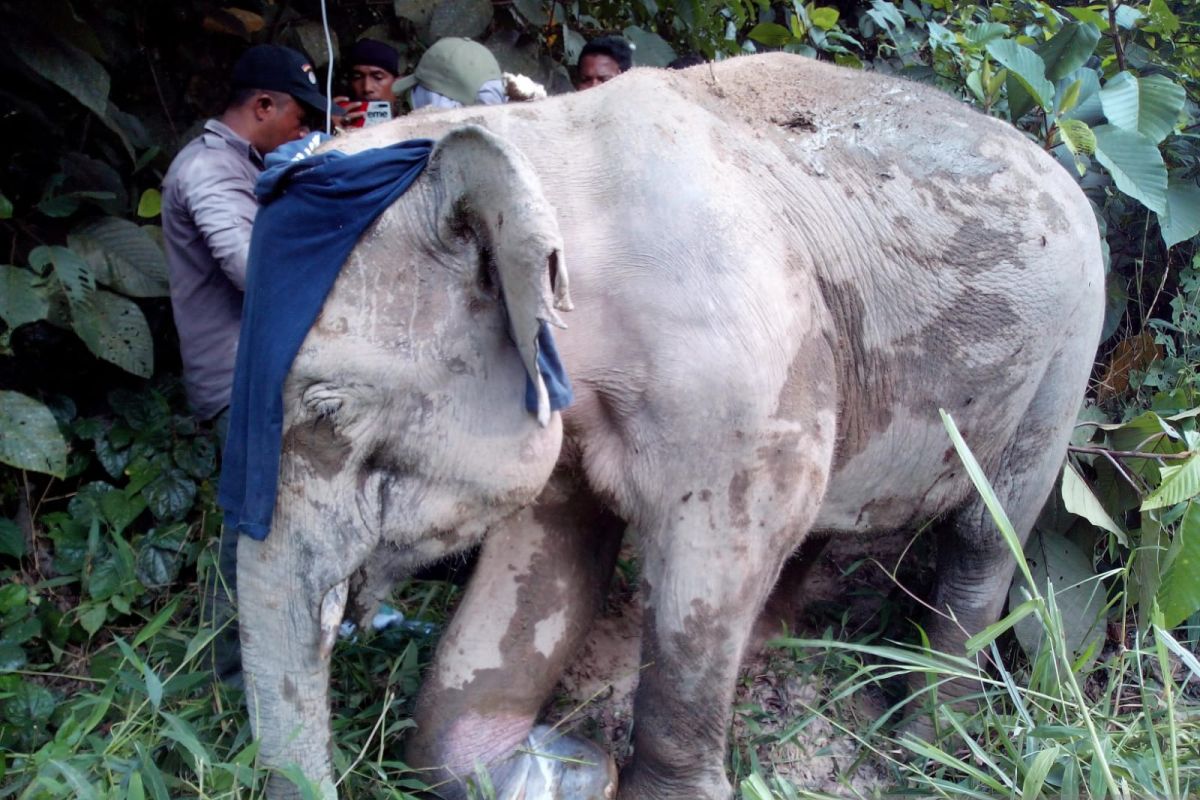 Gajah liar ditemukan dalam kondisi kaki terluka parah di pedalaman Aceh Jaya