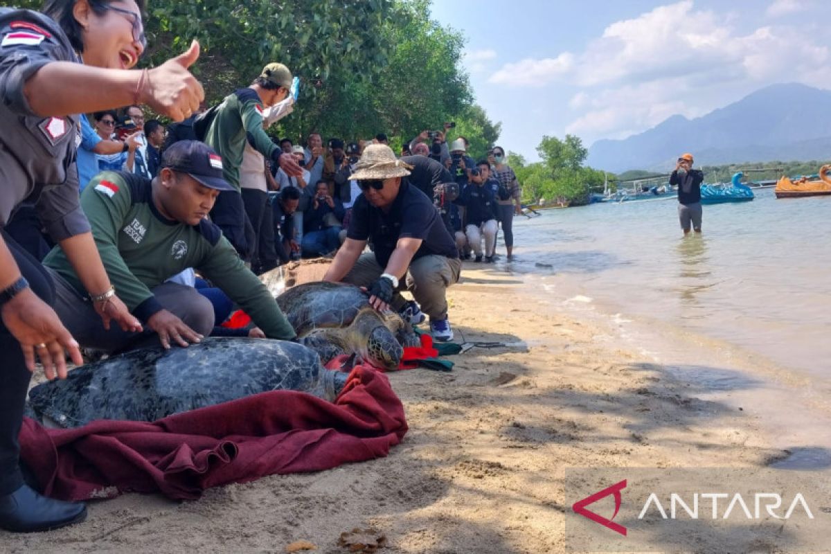 BKSDA berharap aturan adat di Bali bisa cegah upaya penyelundupan penyu