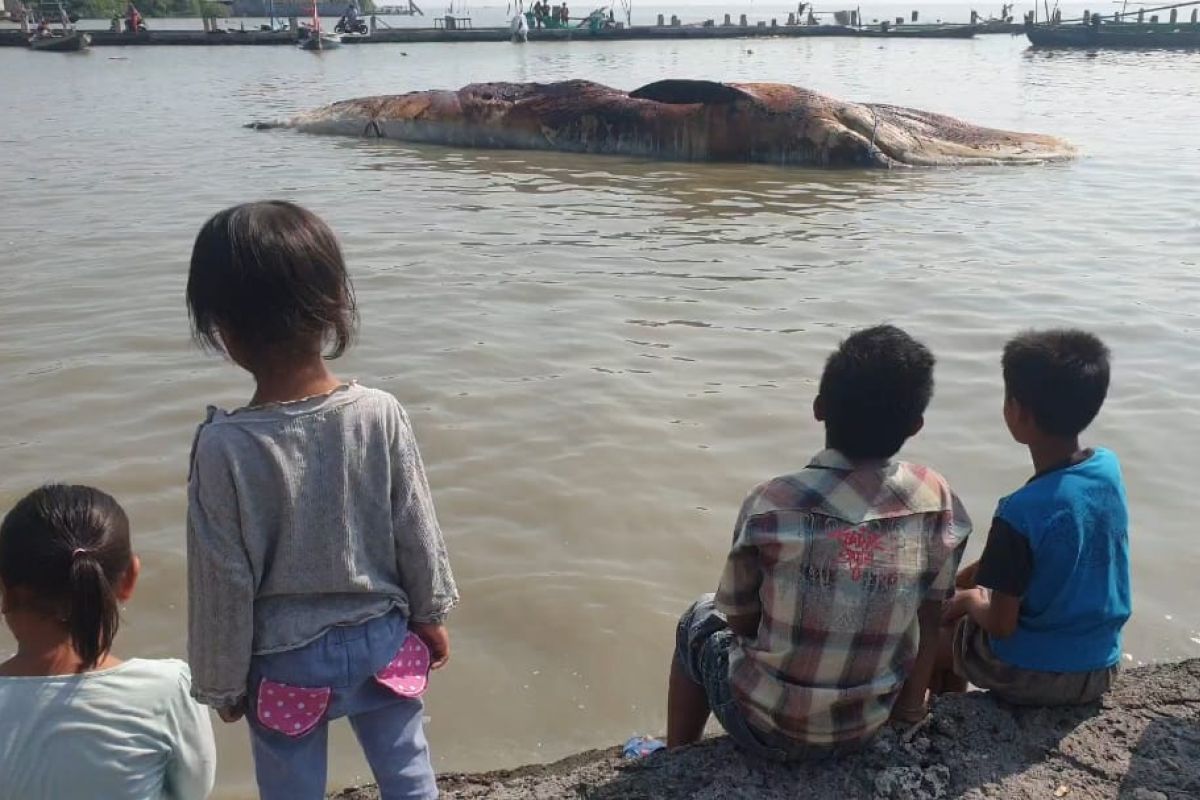 Gubernur Jatim dukung evakuasi paus balin untuk wisata edukasi