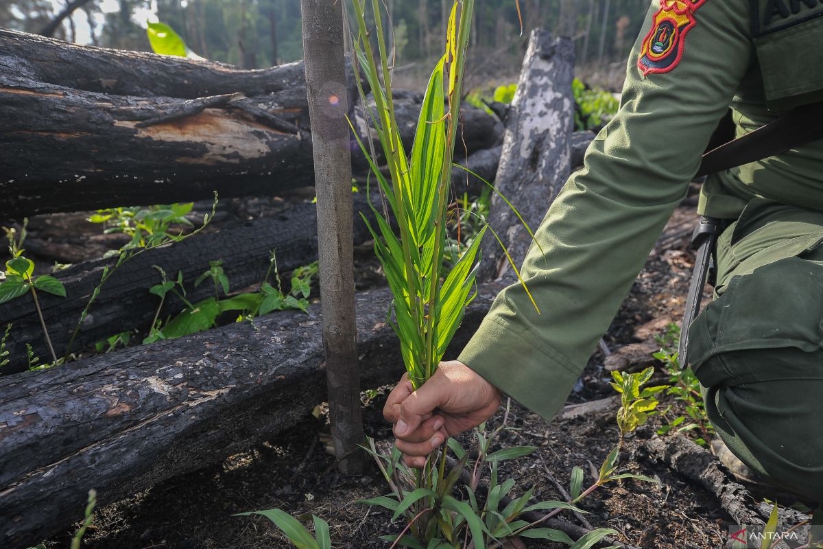 Bupati Merangin lakukan penanaman pohon untuk kembalikan fungsi RTH