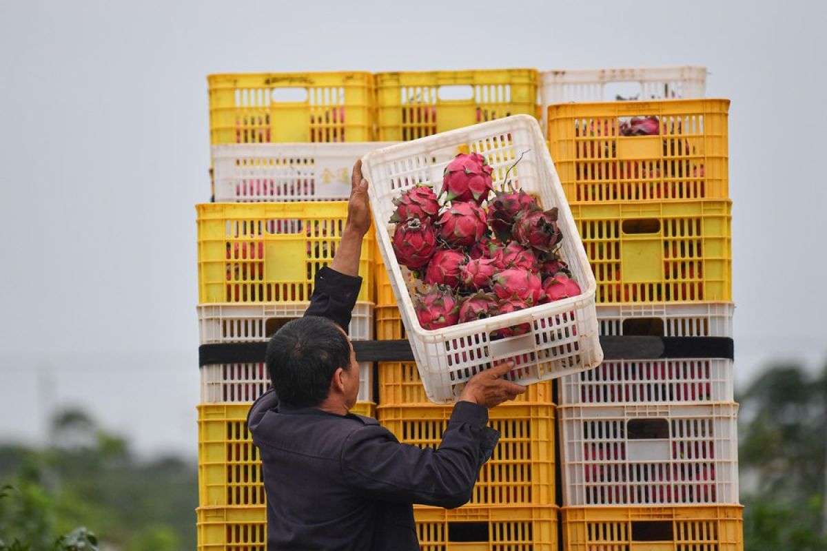 Harga produk pertanian mingguan China melorot