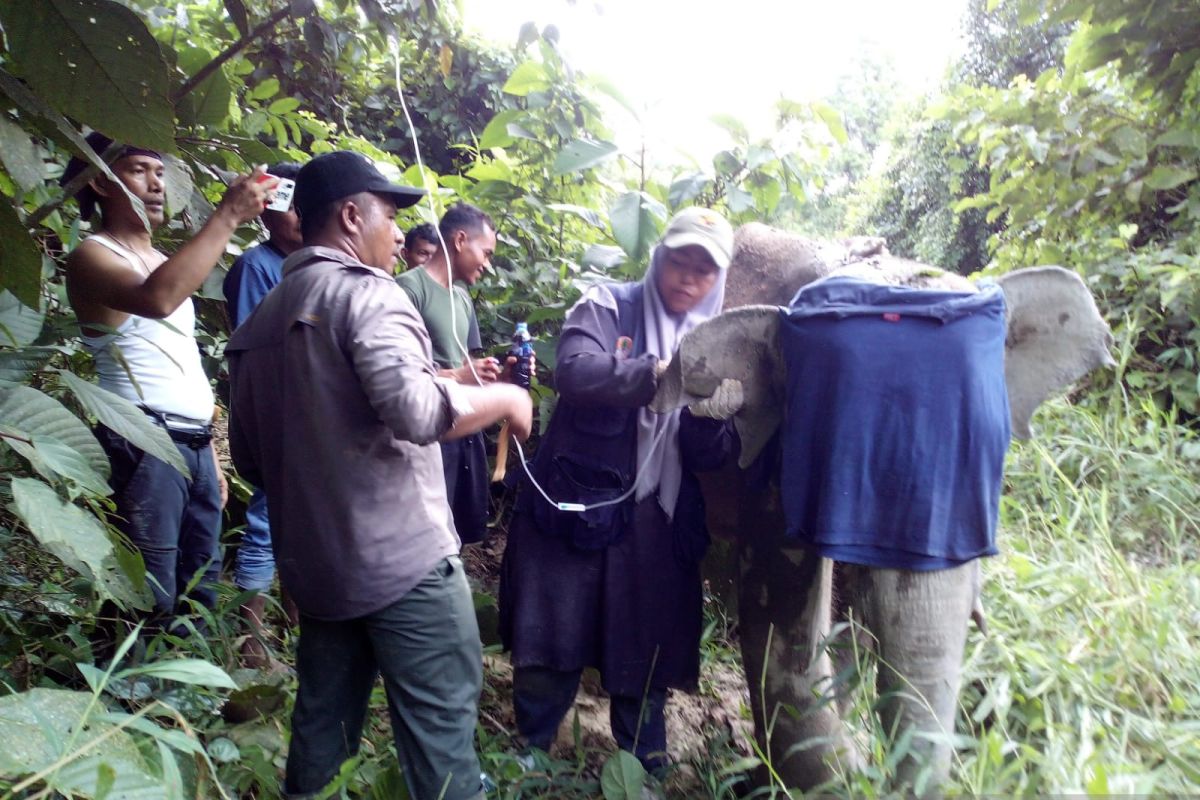 BKSDA: Gajah liar terkena jerat di Aceh Jaya sudah dilepasliarkan