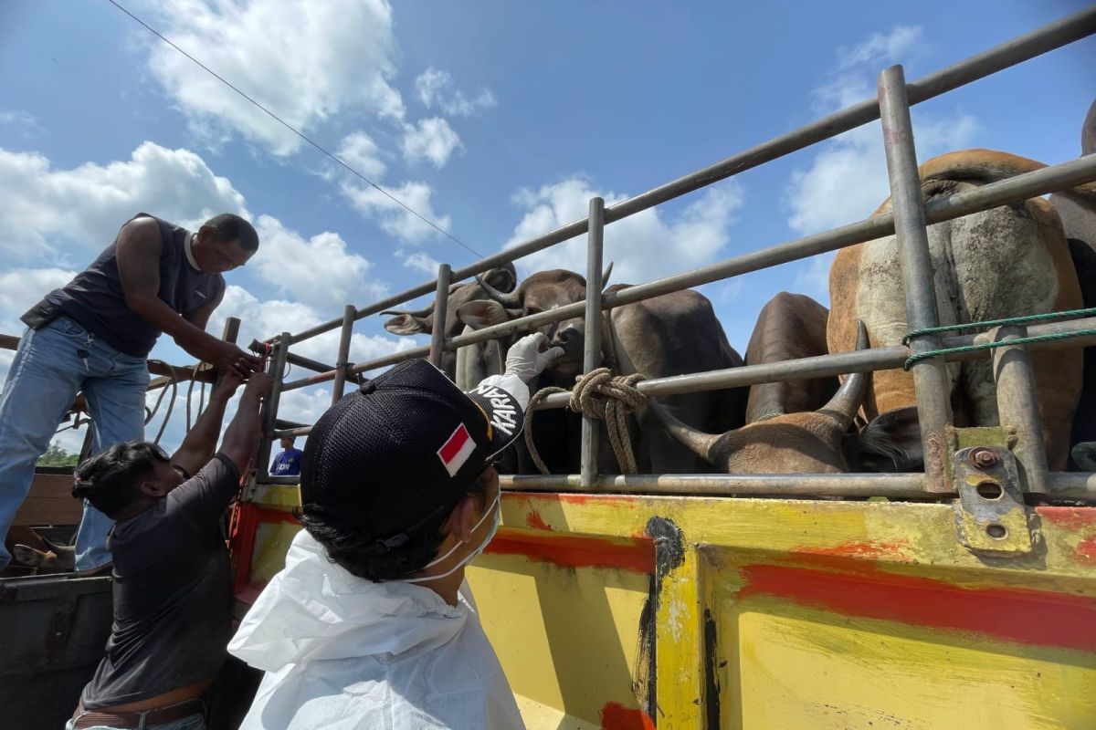 Anambas pasok puluhan sapi untuk hewan kurban di Tanjungpinang