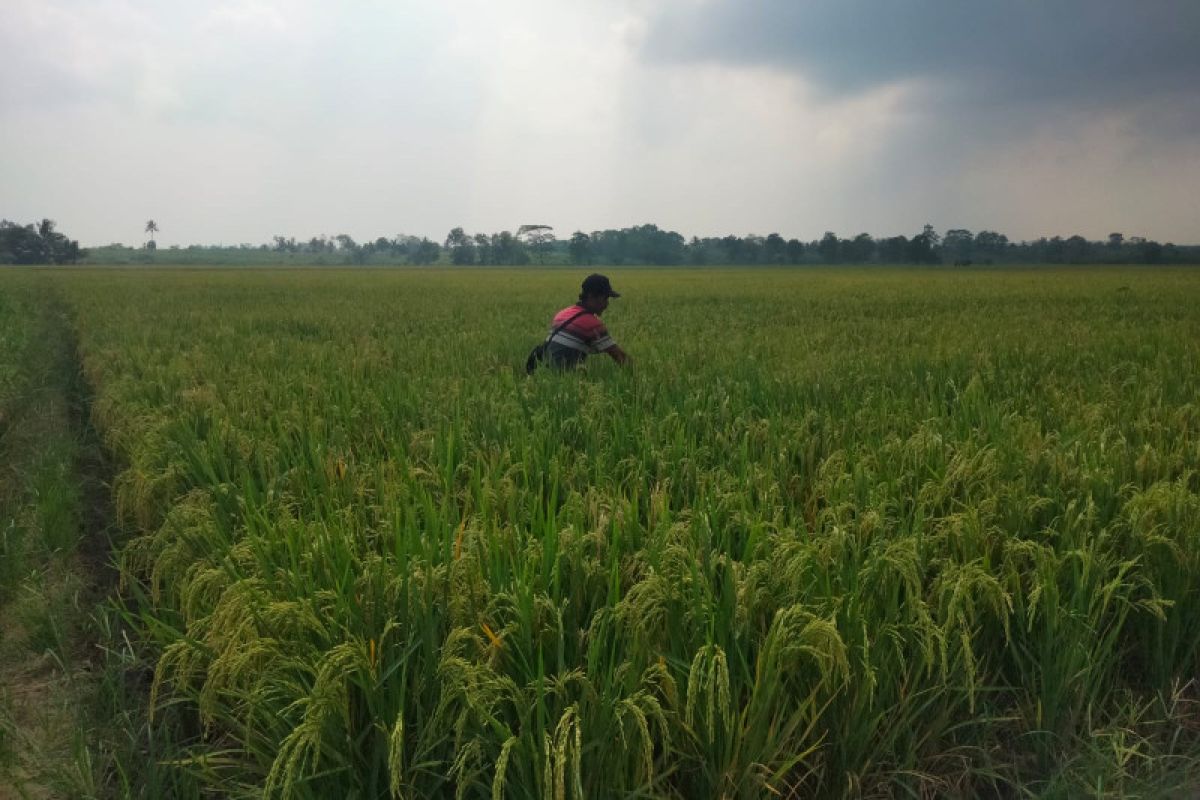 Petani di Lampung Timur berharap ada penyuluh pertanian