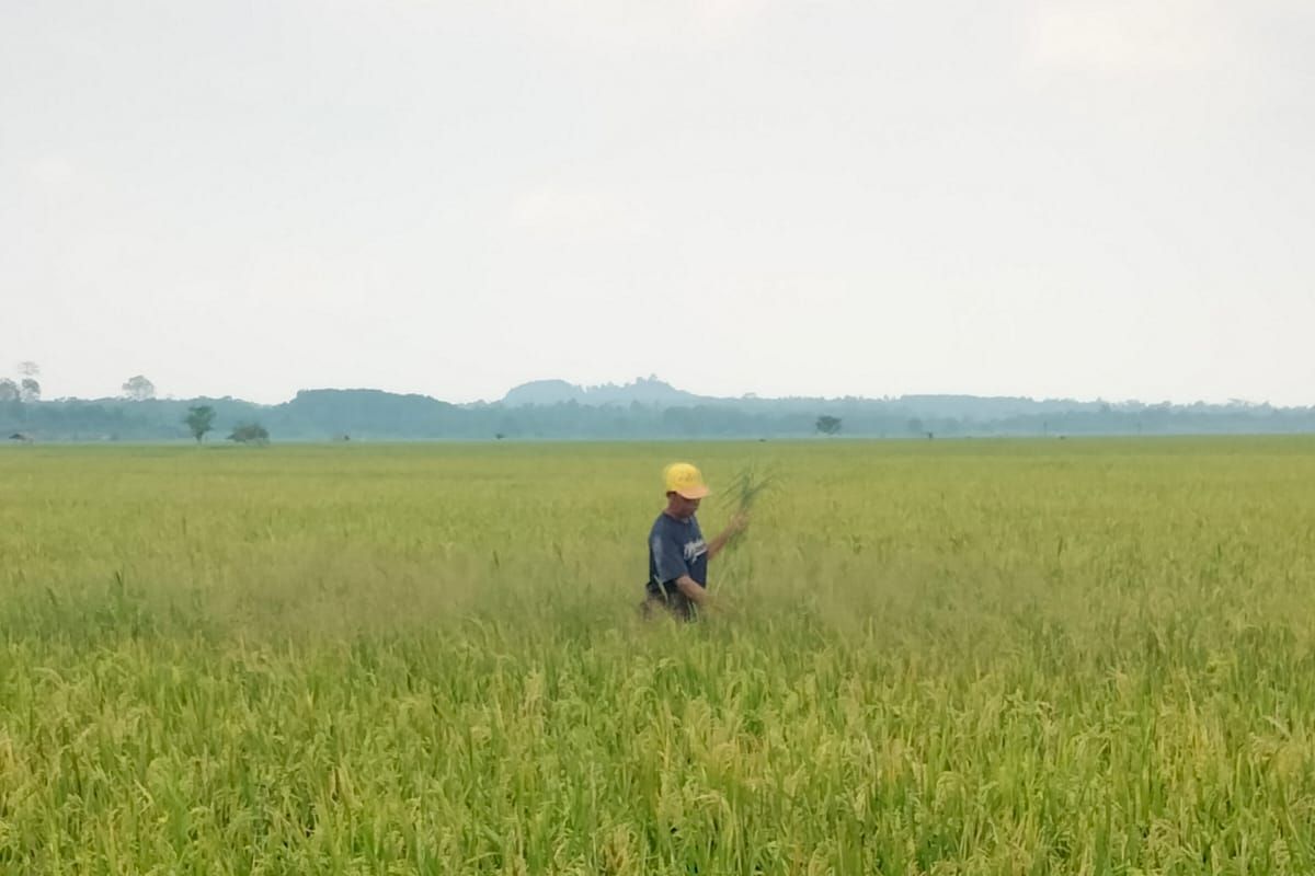 Produktivitas tanaman padi di Lampung turun