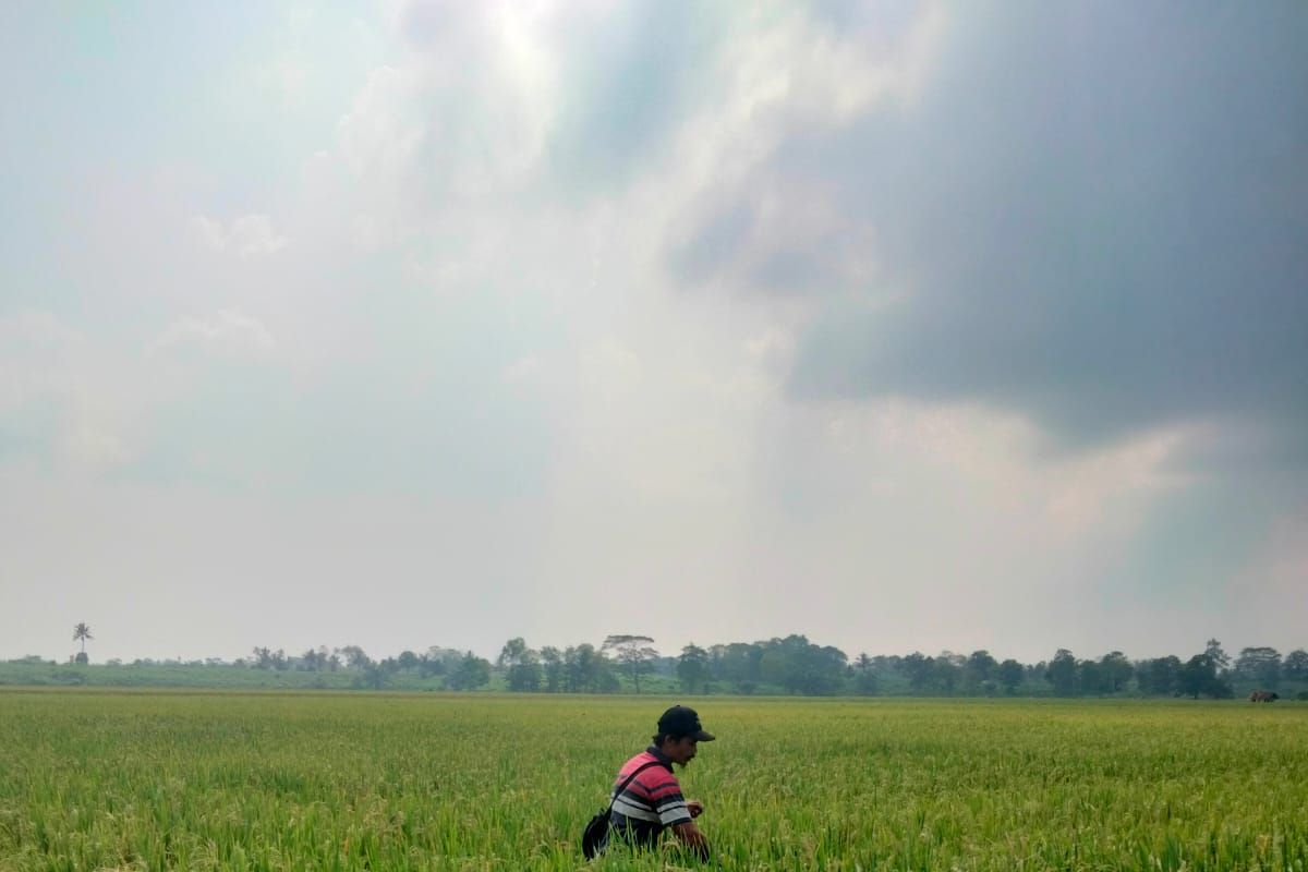 Petani di Lampung Timur berharap ada penyuluh pertanian